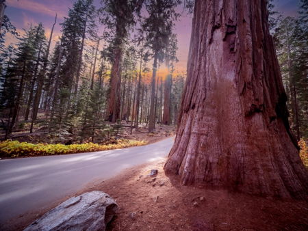 Национальный парк «Секвойя»