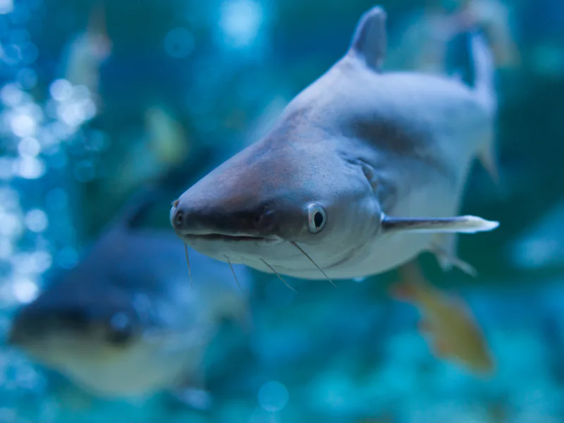 Океанариум Sea Life в Бангкоке — фото 2, Бангкок | Покатаем