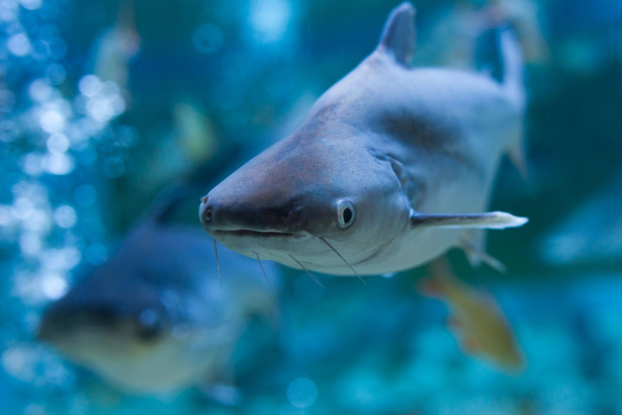 Океанариум Sea Life в Бангкоке