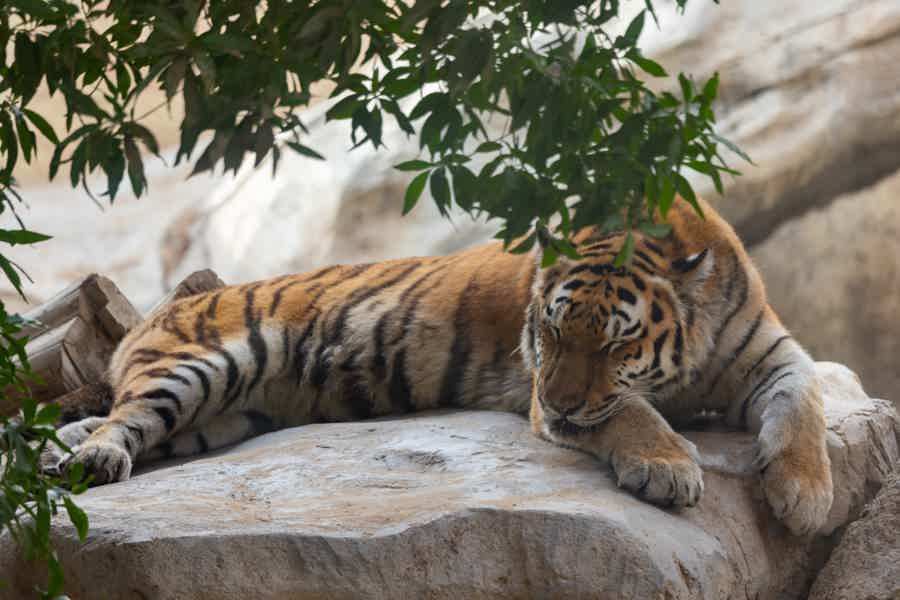 Зоопарк в Абу-Даби — Emirates Zoo - фото 3