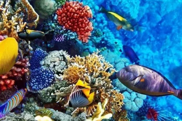 Super Utopia — photo 5, Hurghada | Pokataem