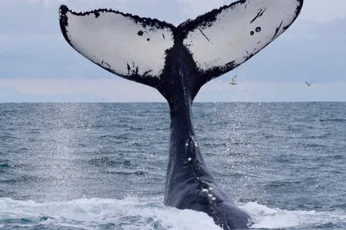 Морская прогулка и встреча с китами.