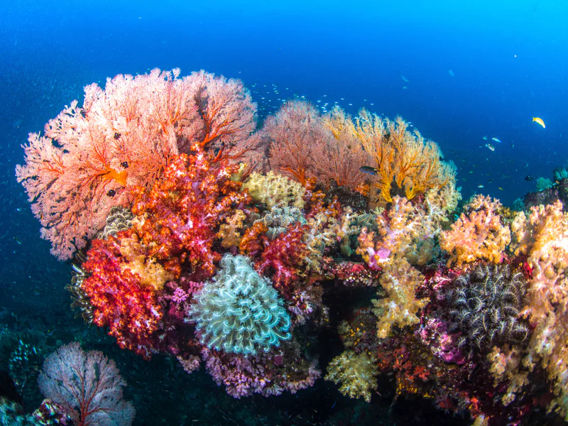 Blue Safari: погружение на подводной лодке — фото 3, Порт-Луи | Покатаем