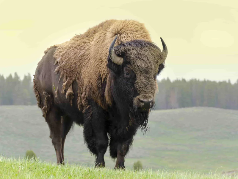 Брестская крепость и Беловежская пуща из Минска за 1 день — фото 7, Минск | Покатаем