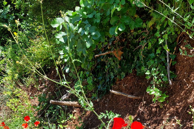 Королевская Ривьера: Пржно, Милочер, Святой Стефан и панорамы