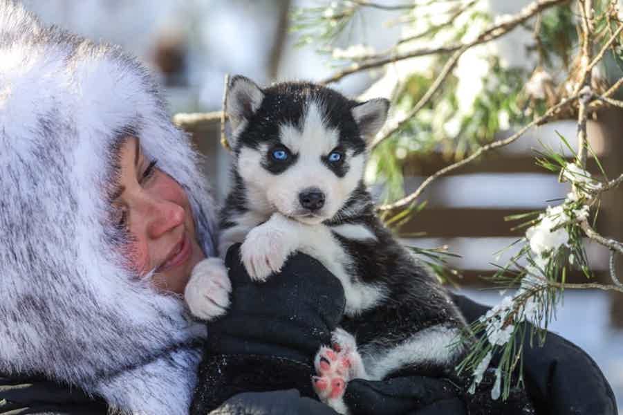 «В гости к хаски»: приключение в Доме кочевника - фото 2