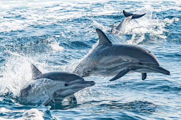 Виды Шоу дельфинов, тюленей и экзотических птиц в Дубайском дельфинарии
