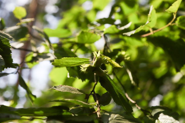 Виды Линдуловская роща: аудиоэкскурсия по несерьезному экомаршруту