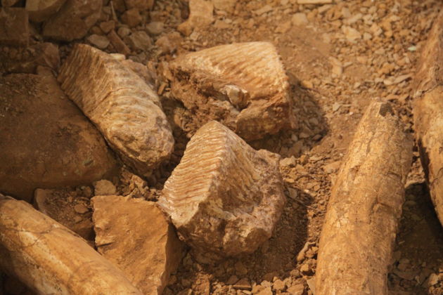 Виды Костёнки — прикосновение к миру древних людей