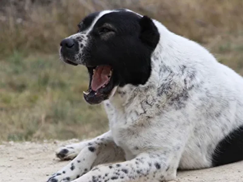 Погружение в животный мир Урала — фото 3, Екатеринбург | Покатаем