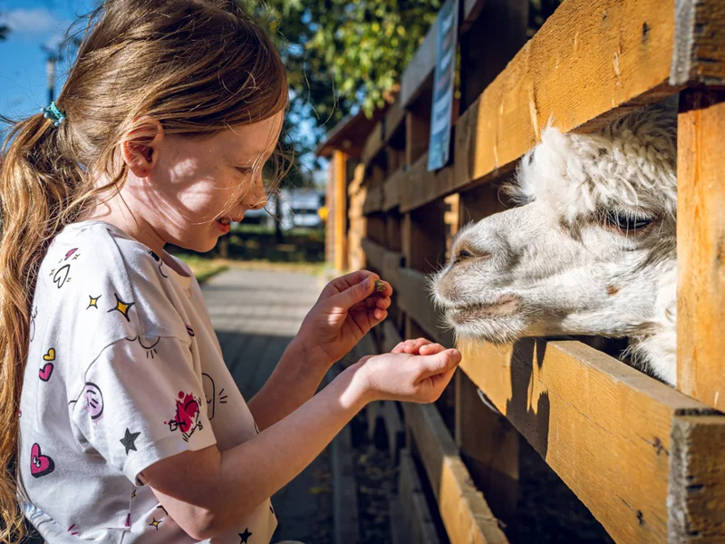 Горы, солнце и альпаки: ваш идеальный день на Красной Поляне — фото 4, Сочи | Покатаем