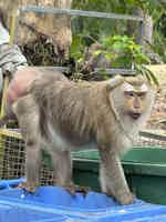 Экскурсия "Достопримечательности Пхукета с русским гидом" - фото отзыва 4