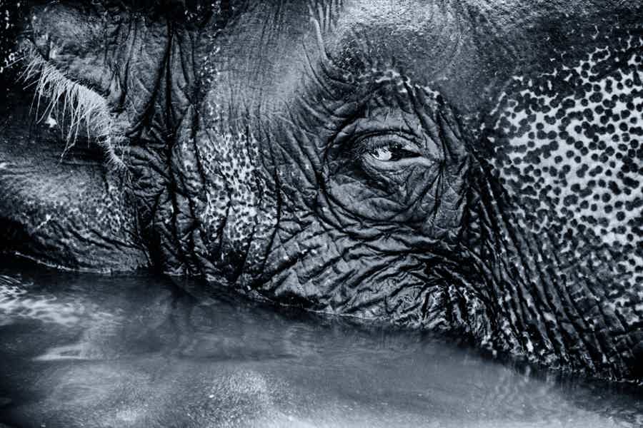 Кормление слонов на Пхукете - фото 6