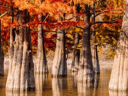 Кипарисовое озеро