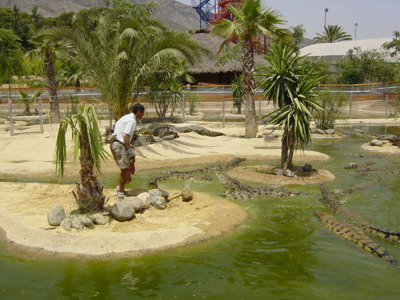 Поcещение крокодиловой фермы, парка бабочек и аквапарка
