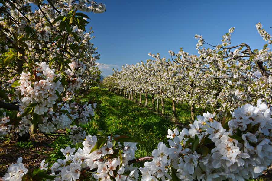 Арт-пикник в цветущем яблоневом саду - фото 6