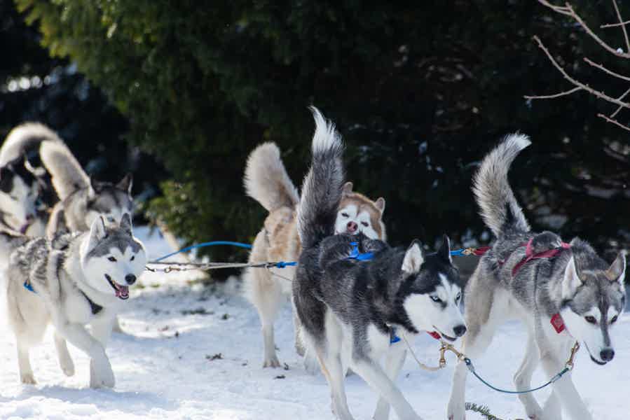 Путешествие на собачьих упряжках в Карелии - фото 3