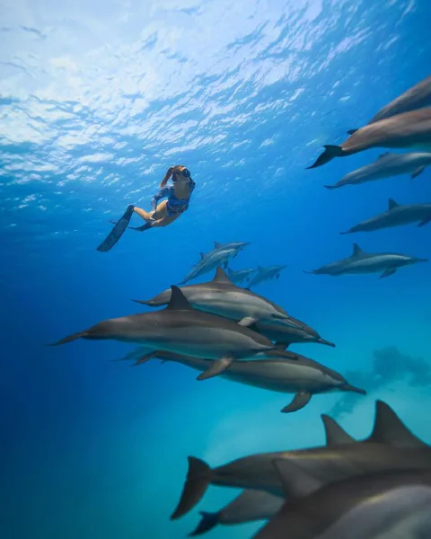 Подводный мир Маврикия: кораллы, рыбы и дельфины