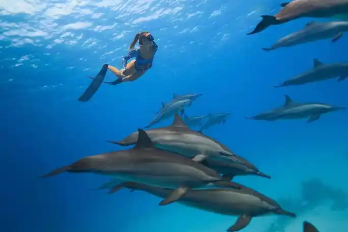 Подводный мир Маврикия: кораллы, рыбы и дельфины