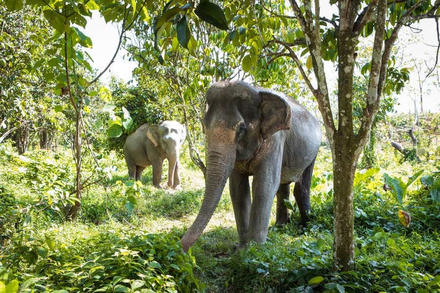 Кормление слонов на Пхукете - фото 5