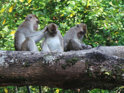 Тур Сепилок. Орангутан+Пещера Гомантонг+Река Кинабатанг+Природный тур Сандакана
