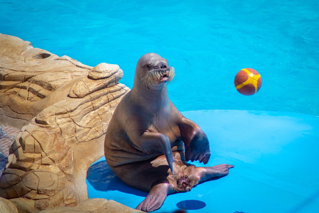 Магия Харбина: Океанариум, Снежный остров и ужин эпох