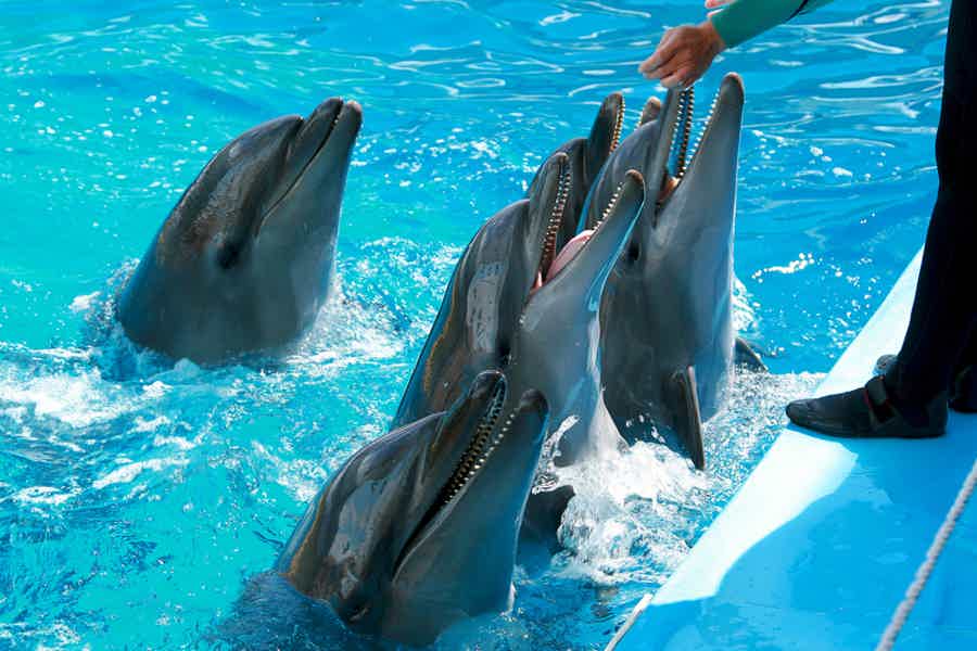 Авторский тур «В мире животных»: океанариум, дельфинарий, пингвинарий - фото 6