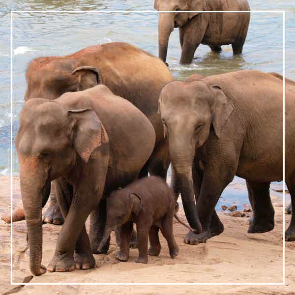 Слоновий питомник Пиннавеле, сад Перадения, озеро Канди - фото 1