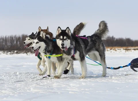 Зимний актив: 10 км на собачьих упряжках