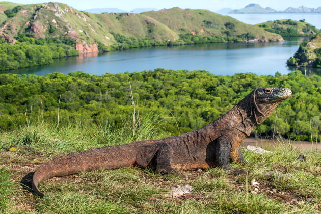 Виды Комодо и Флорес (на 3 дня)