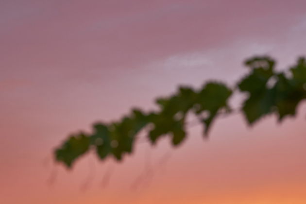 Виды Дегустация вина в усадьбе Маркотх