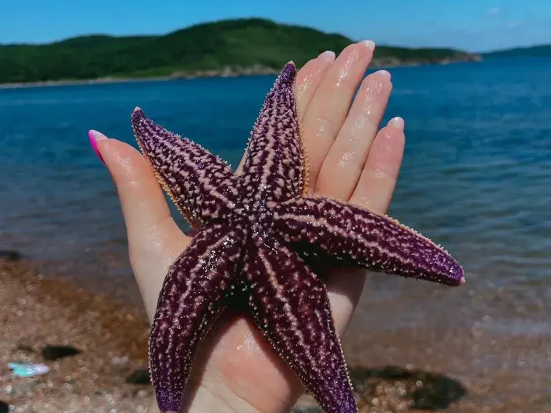 Морской день в Приморье: купание, катер и морепродукты — фото 6, Владивосток | Покатаем