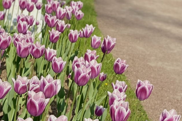 Виды Парк Ораниенбаума на южном берегу Финского залива