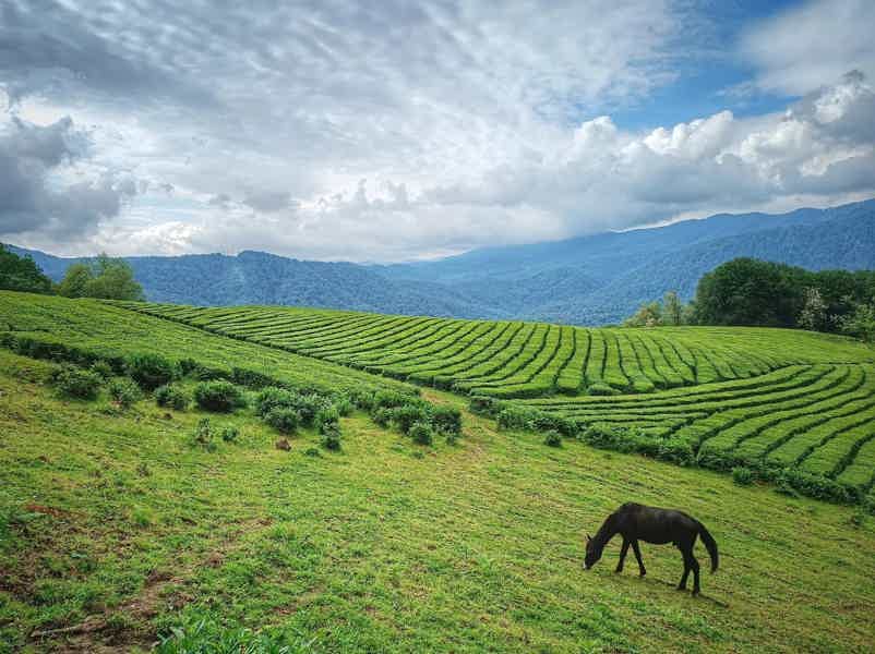 Джип-тур Солохаул: чайные плантации Сочи! - фото 2