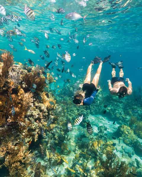 Подводный мир Маврикия: кораллы, рыбы и дельфины - фото 5