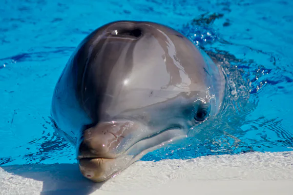 Swim with dolphin in pool 5 min — photo 4, Hurghada | Pokataem