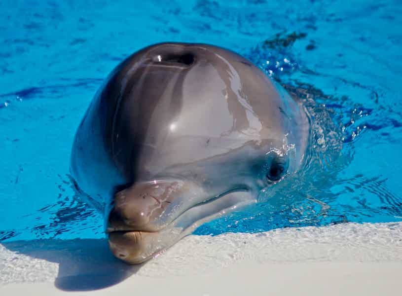 Плавание с дельфинами в бассейне 5 минут - фото 2
