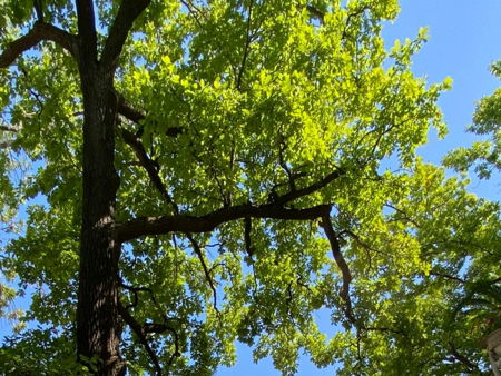 Пик Виктория