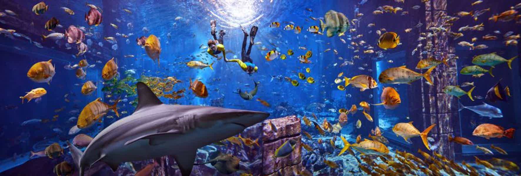 Подводное плавание с маской в Aquarium Ultimate Atlantis - фото 1