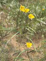 Экскурсия "Приключение на бархане «Большой Брат» или завтрак в пустыне" - фото отзыва 3