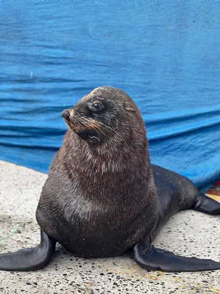 Пингвины, Тюлени и мыс Доброй Надежды: день у океана - фото 1