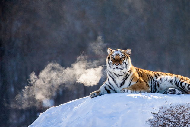 Однодневное приключение в Харбине: От царя тайги до ледяного королевства
