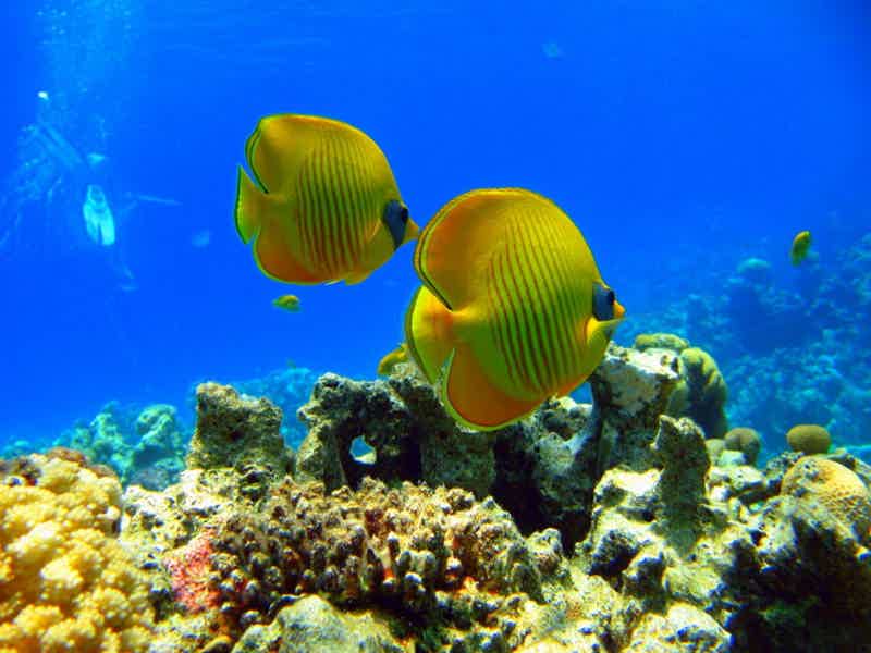 К рифам и рыбкам — индивидуальная прогулка на скоростном катере  - фото 2