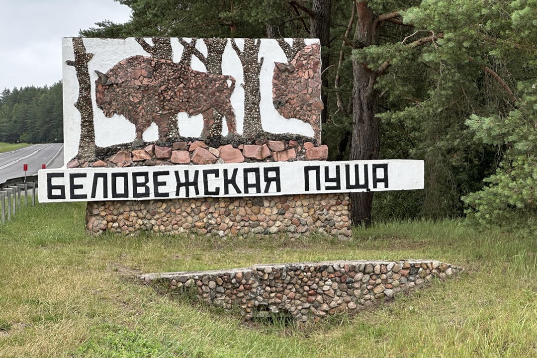 Трансфер Брест — Беловежская пуща и обратно с индивидуальным сопровождением — фото 5