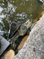 Экскурсия "Контрасты Бангкока на авто" - фото отзыва 2