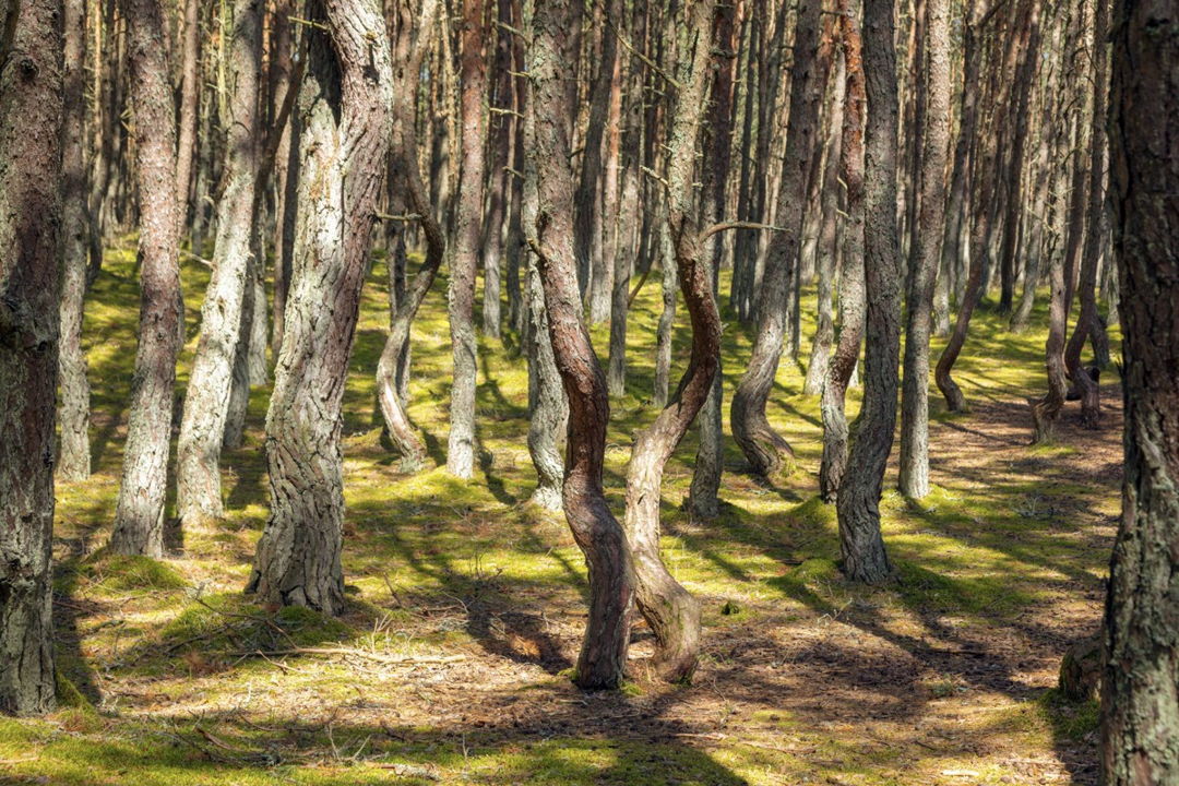 Из Светлогорска на Куршскую косу — фото 7