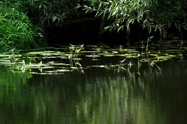 Виды На байдарках к усадьбе Архангельское и Лохину острову