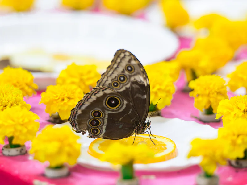 Мир бабочек: входной билет в Dubai Butterfly Garden — фото 2, Дубай | Покатаем