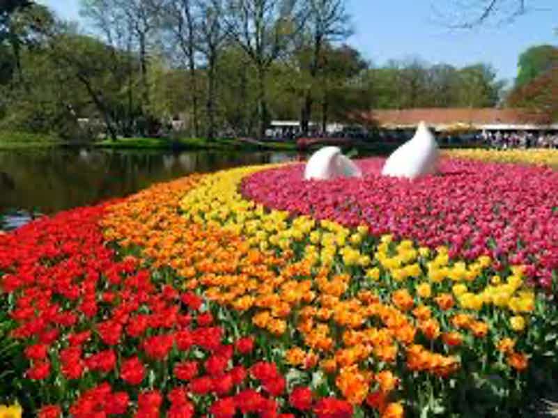 Из Амстердама в парк тюльпанов Кекенкоф - фото 30