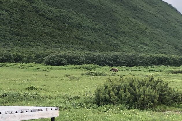 Виды Медвежье сафари у Толмачевского озера